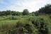 Estate or Development Parcel